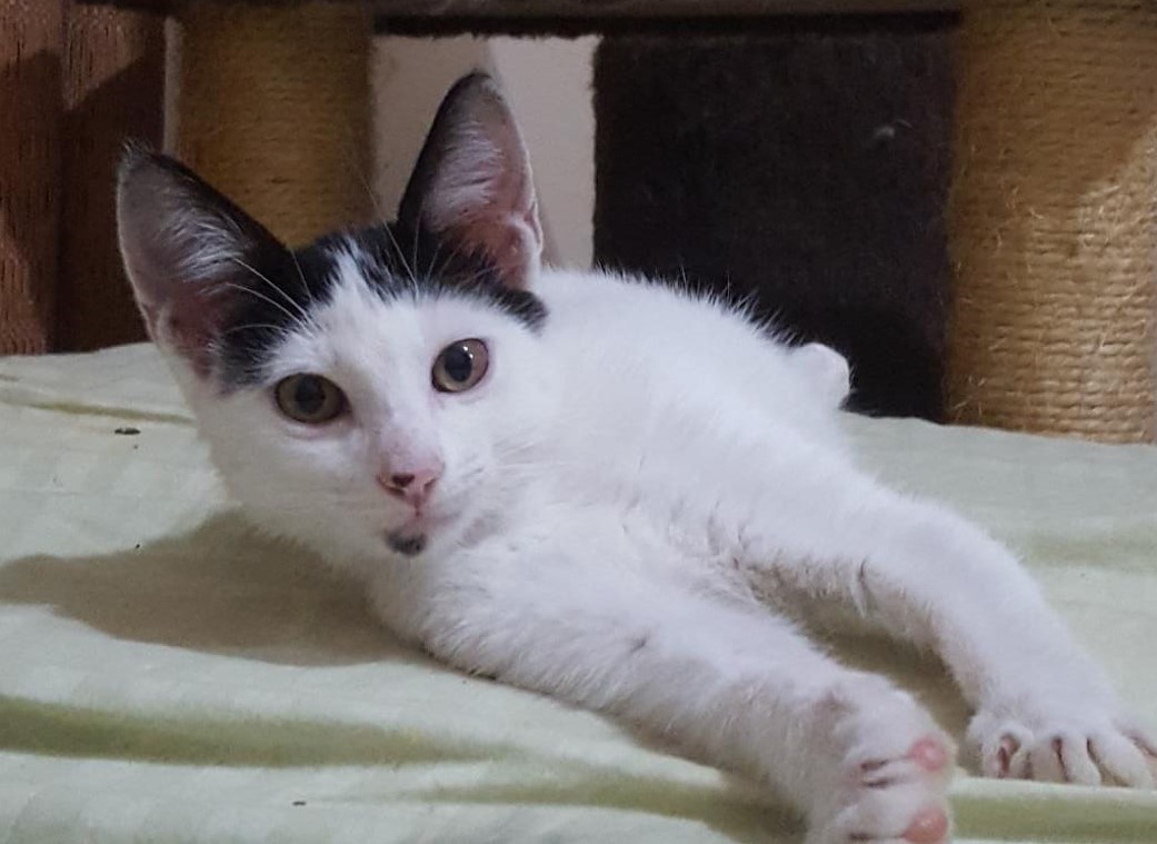 Feira de adoção em Goiânia: Festival de adoção de cães e gatos em Goiânia acontece neste sábado (30/10)