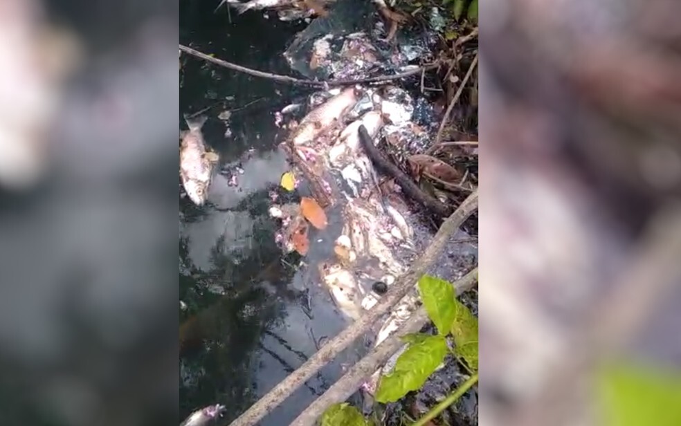 Centenas de peixes aparecem mortos no Rio dos Bois, em Alto Horizonte