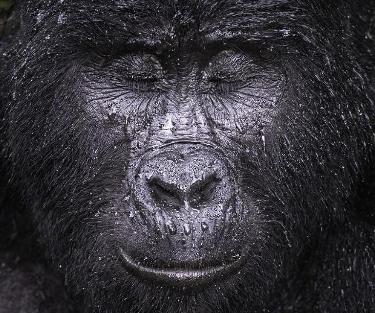 Kibande, gorila da montanha de quase 40 anos - Majed Ali/WPY