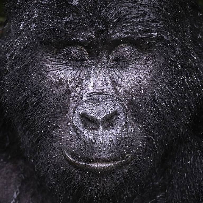 Kibande, gorila da montanha de quase 40 anos - Majed Ali/WPY