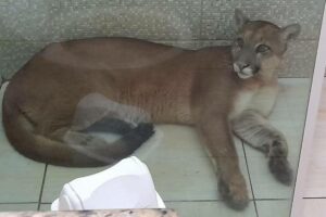 Onça é flagrada dentro de banheiro