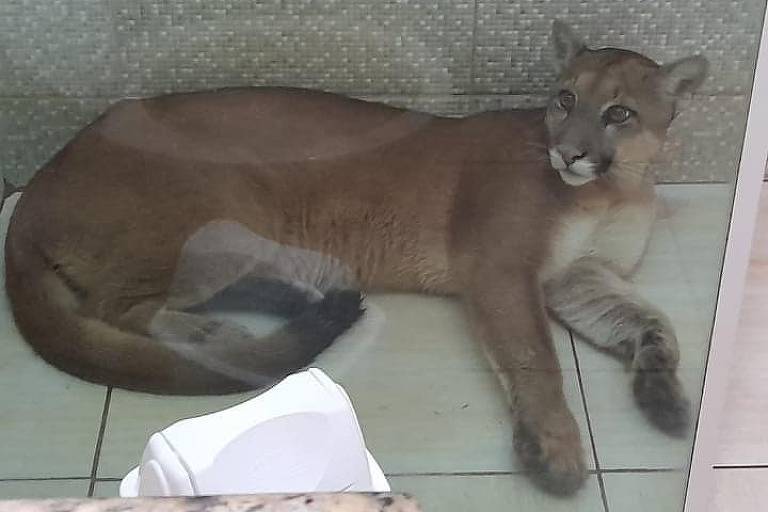 Onça é flagrada dentro de banheiro