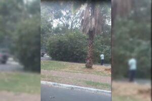 Árvore tombada sobre carros que estavam estacionadas no Parque Areião, em Goiânia