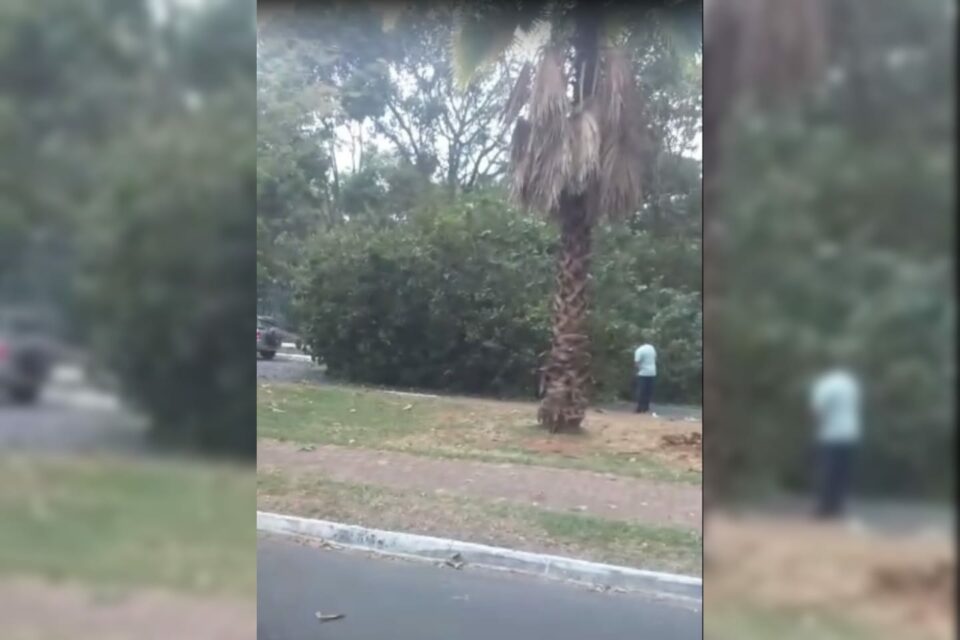 Árvore tombada sobre carros que estavam estacionadas no Parque Areião, em Goiânia