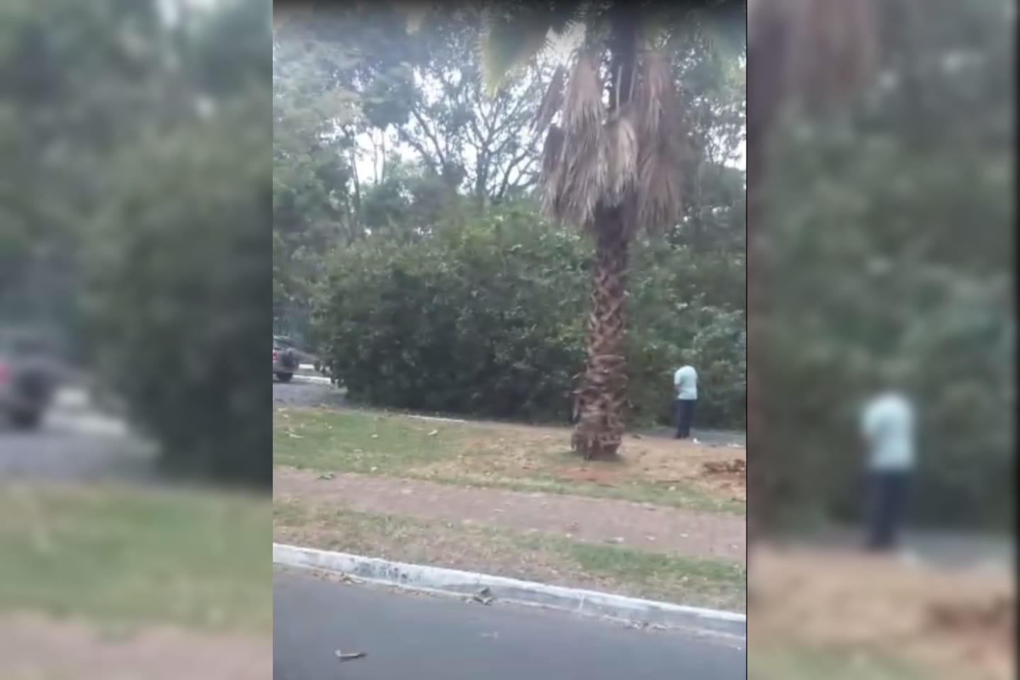 Árvore tombada sobre carros que estavam estacionadas no Parque Areião, em Goiânia