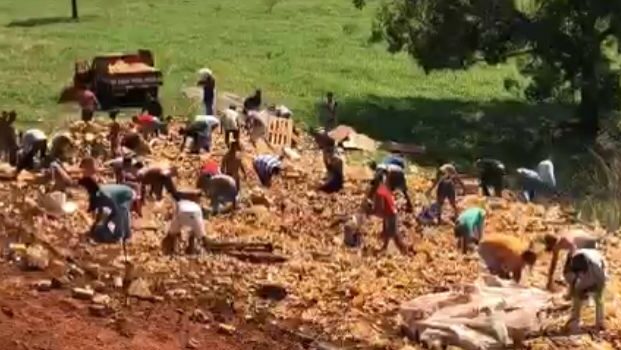 Caminhão com carga de cerveja tomba na GO-309 e pessoas saqueiam mercadoria; vídeo