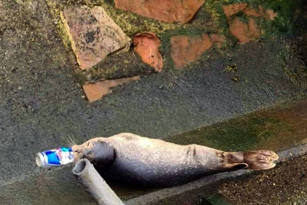 Preocupação era que animal se afogasse devido ao seu focinho preso. Foca é resgatada após semanas com lata de Red Bull presa na boca