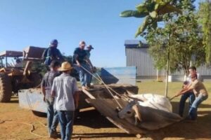 Boi invade escola e causa pânico entre crianças no interior de São Paulo