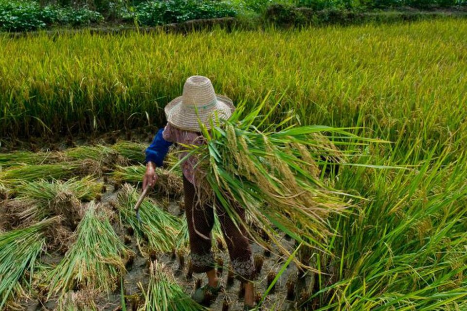 55 pessoas são resgatadas de trabalho análogo à escravidão em Goiás