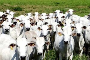 Polícia prende suspeitos de roubo a mais de 300 cabeças de gado em Goiás