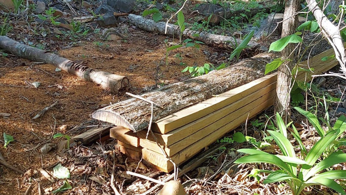 MP-GO investiga prefeito de São Domingos por extração ilegal de madeira