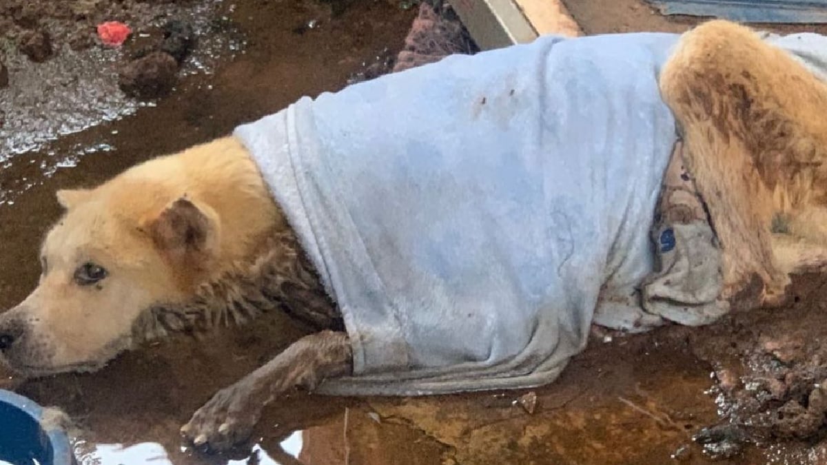 Cães são resgatadas de extrema situação de maus-tratos no Parque Atheneu, em Goiânia (Foto: Divulgação - PC)