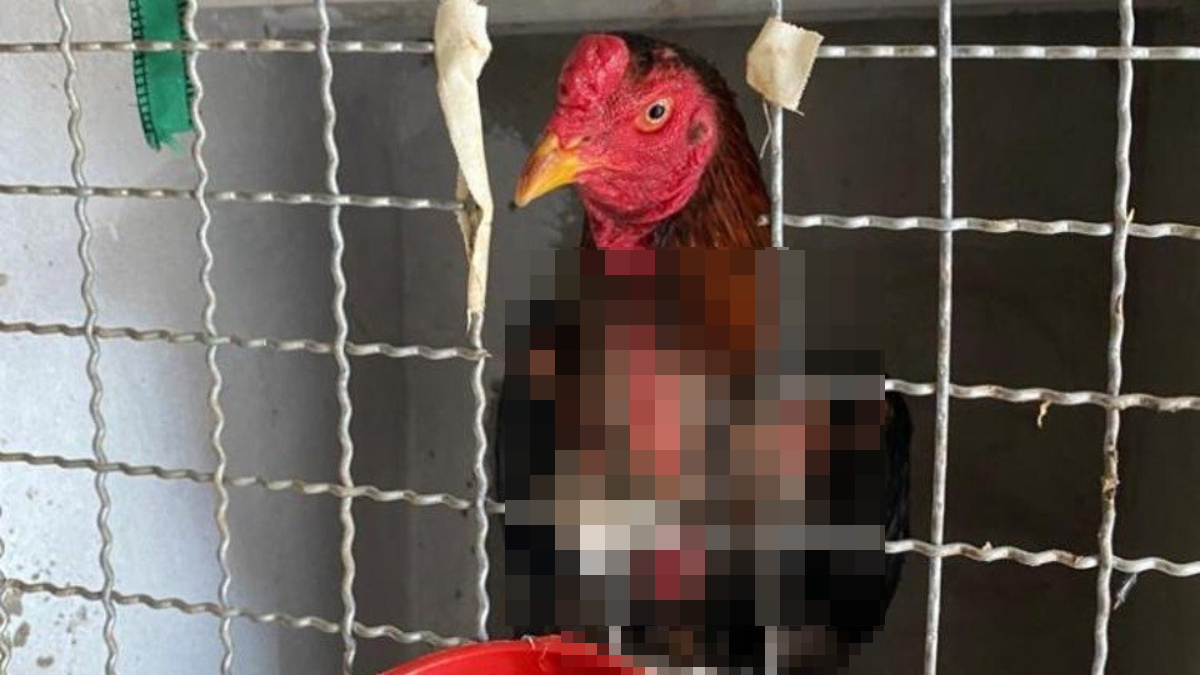 Polícia prende 60 pessoas e resgata 85 aves em rinha de galos em Bonfinópolis