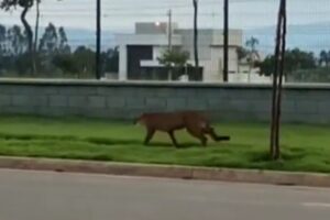 Onça-parda caminha em condomínio