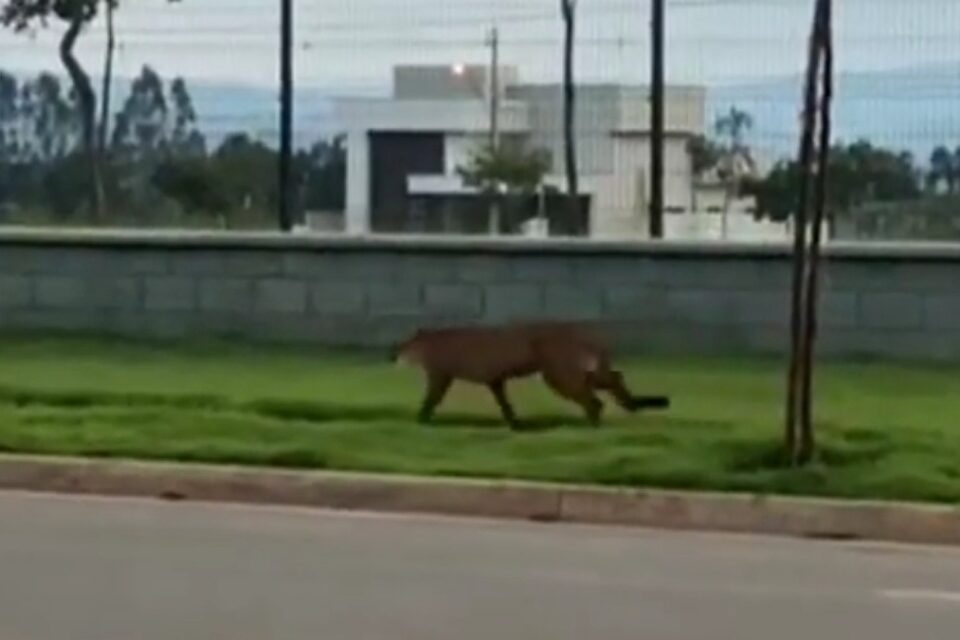 Onça-parda caminha em condomínio