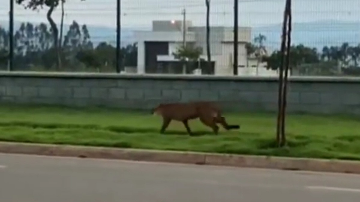 Onça-parda caminha em condomínio