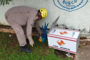 Bombeiros resgatam arara que atingiu rede elétrica em Ipameri