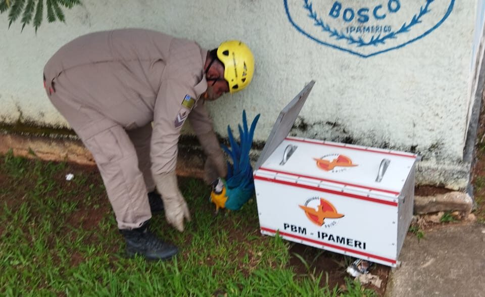 Bombeiros resgatam arara que atingiu rede elétrica em Ipameri