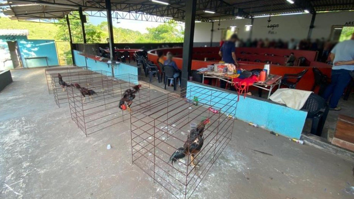 Polícia prende 60 pessoas e resgata 85 aves em suposta rinha de galos em Bonfinópolis