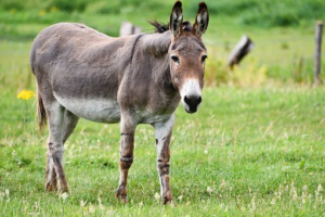Homem morre após ser pisoteado por burro em Cafelândia
