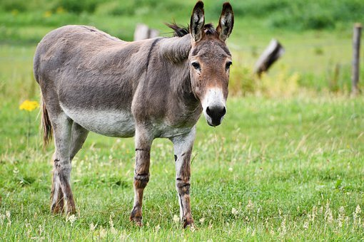 Homem morre após ser pisoteado por burro em Cafelândia