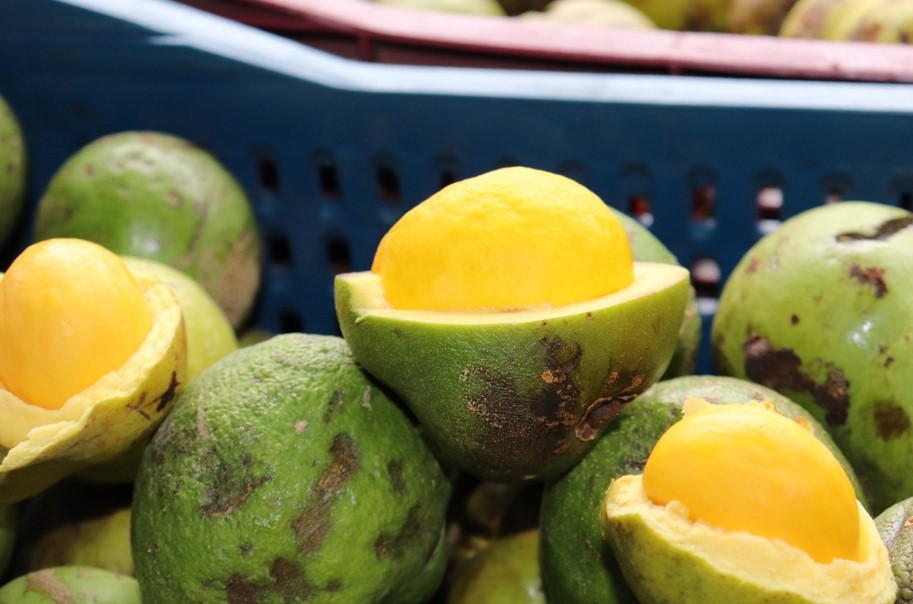 A maior parte da quantidade de pequi comercializada na Ceasa de Goiânia tem origem no Tocantins: 52,9% do total (Foto: Governo de Goiás)