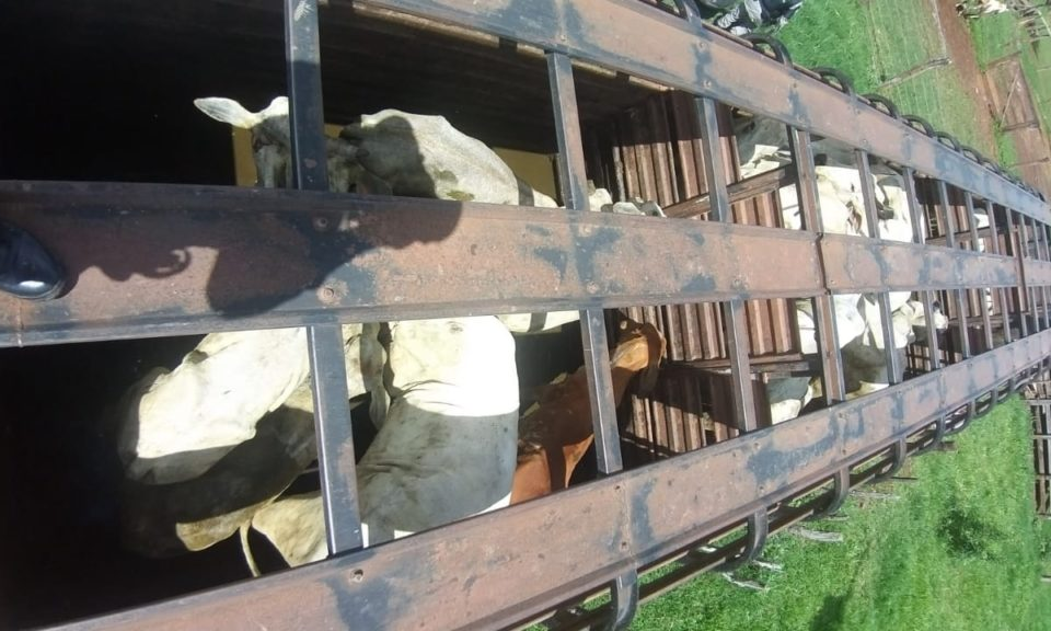 Suspeito de furtar 14 cabeças de gado é preso em Catalão