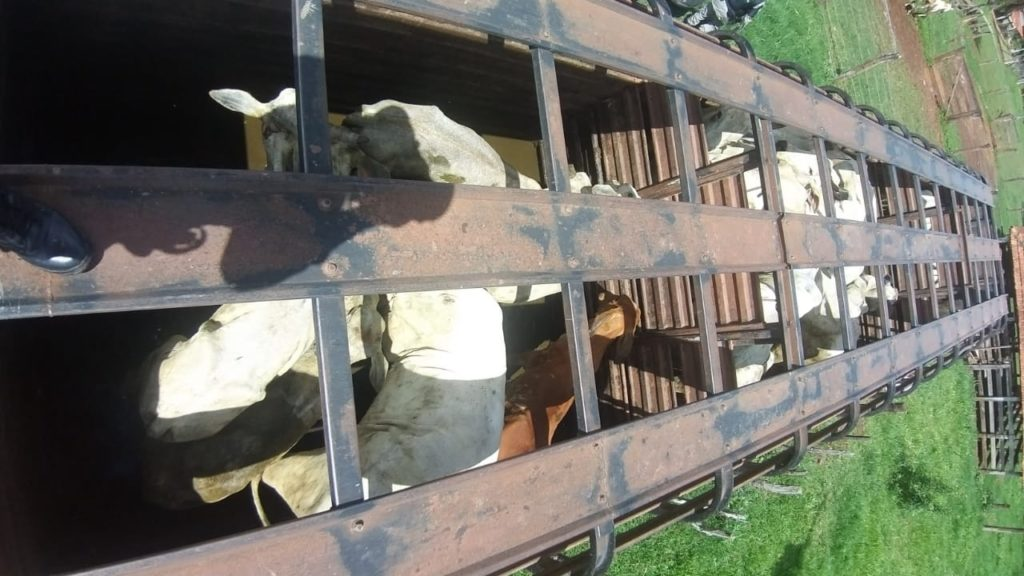 Suspeito de furtar 14 cabeças de gado é preso em Catalão