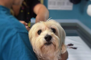 Goiânia terá mutirão com veterinários e vacinação contra raiva para animais