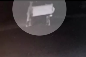 Adolescentes invadem casa de idoso para roubar e levam até a geladeira