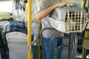 Animais poderão ser transportados em caixa de segurança. (Foto: Reprodução)