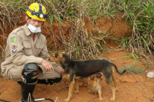Bombeiros resgatam filhotes de cachorro em buraco de construção de Catalão