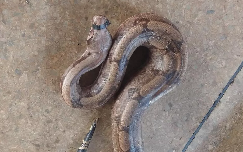 Cobra é resgatada, tem boca lacrada com fita isolante e é deixada na base do Samu em Águas Lindas de Goiás (Foto: Reprodução/TV Anhanguera)
