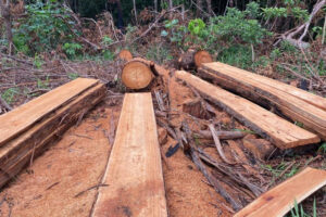 Grupo é autuado em R$ 20 mil por extração ilegal de madeira no Parque Bom Jesus, em Goiânia