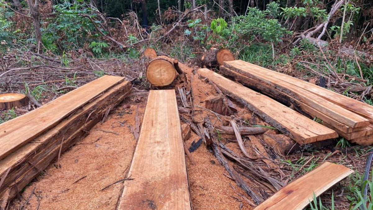 Grupo é autuado em R$ 20 mil por extração ilegal de madeira no Parque Bom Jesus, em Goiânia