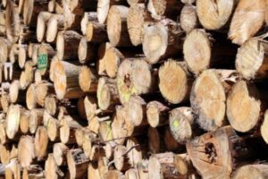 Homens são condenados por cortar araucárias no RS Foto: Reprodução/JFRS