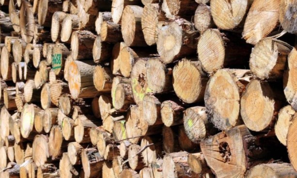 Homens são condenados por cortar araucárias no RS Foto: Reprodução/JFRS