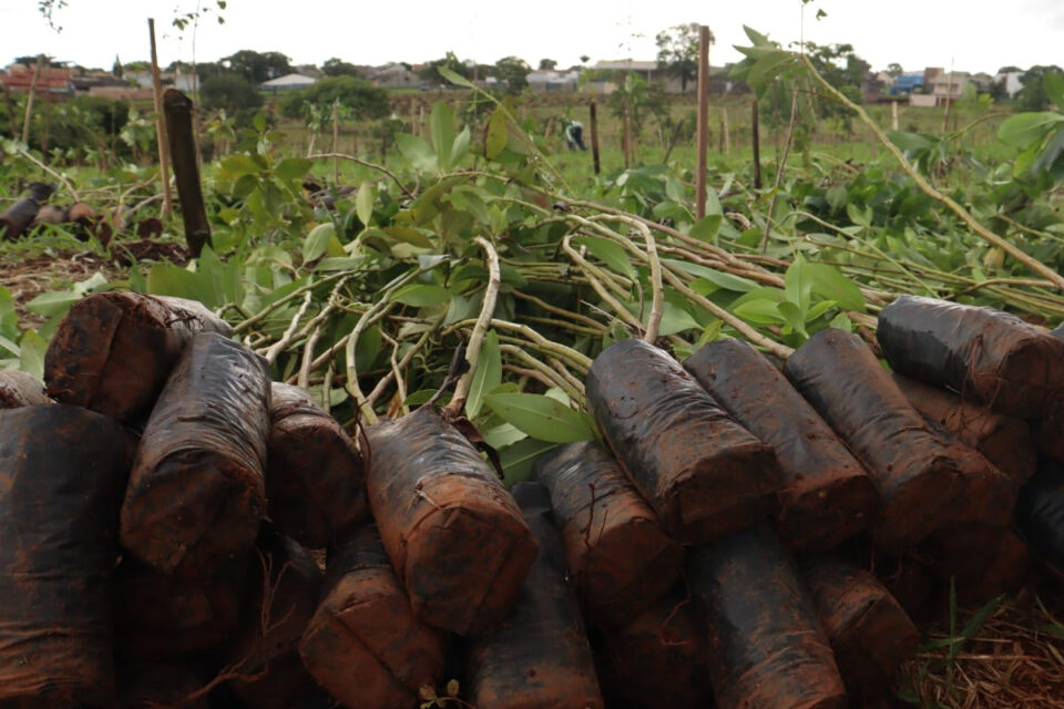 Goiânia quer plantar 50 mil mudas do cerrado em 30 minutos nesta sexta