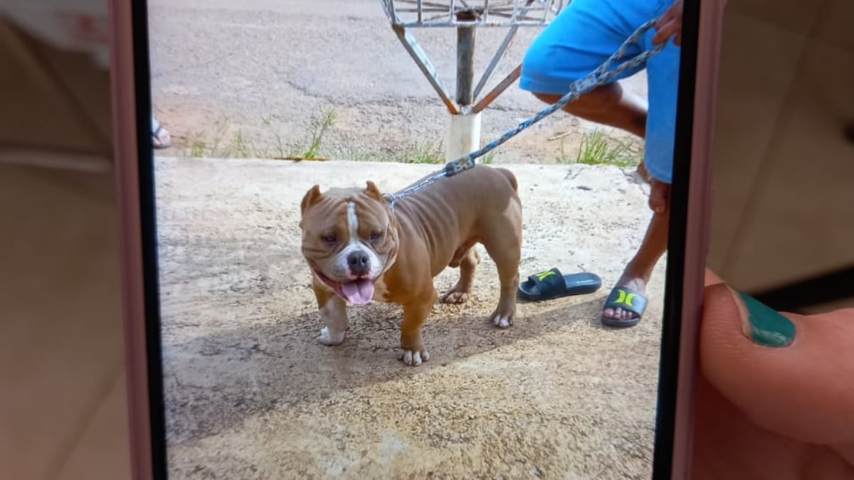 Mulher é internada após ser atacada por cães em Alexânia: veja o vídeo