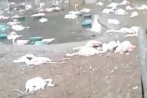 Onças invadem parque e matam 172 flamingos, no Paraná