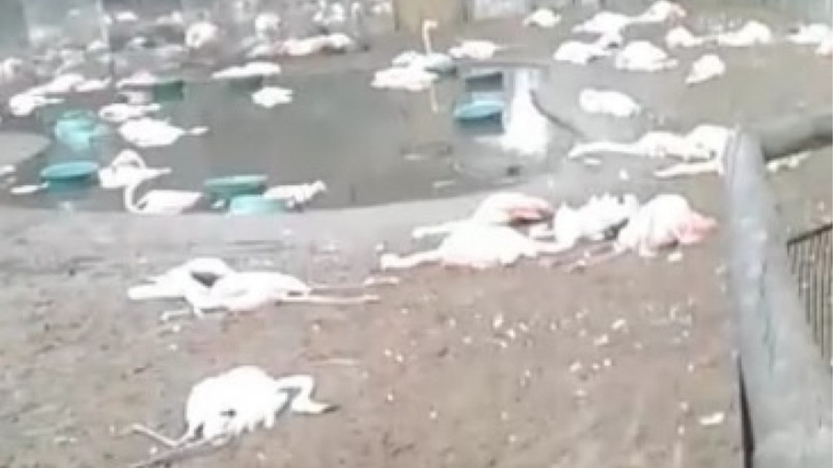 Onças invadem parque e matam 172 flamingos, no Paraná