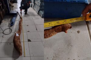 Mandioca gigante mede 2,5 metros de comprimento (Foto: Arquivo Pessoal)