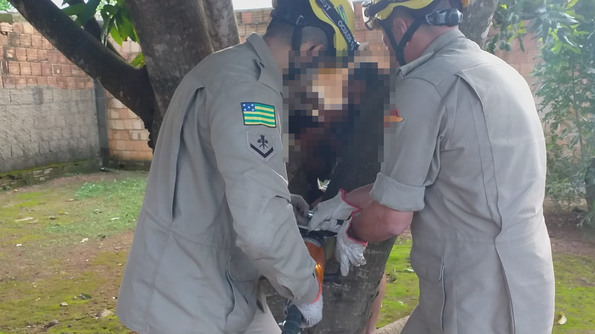 Bombeiros resgatam criança de 3 anos presa em árvore em Luziânia