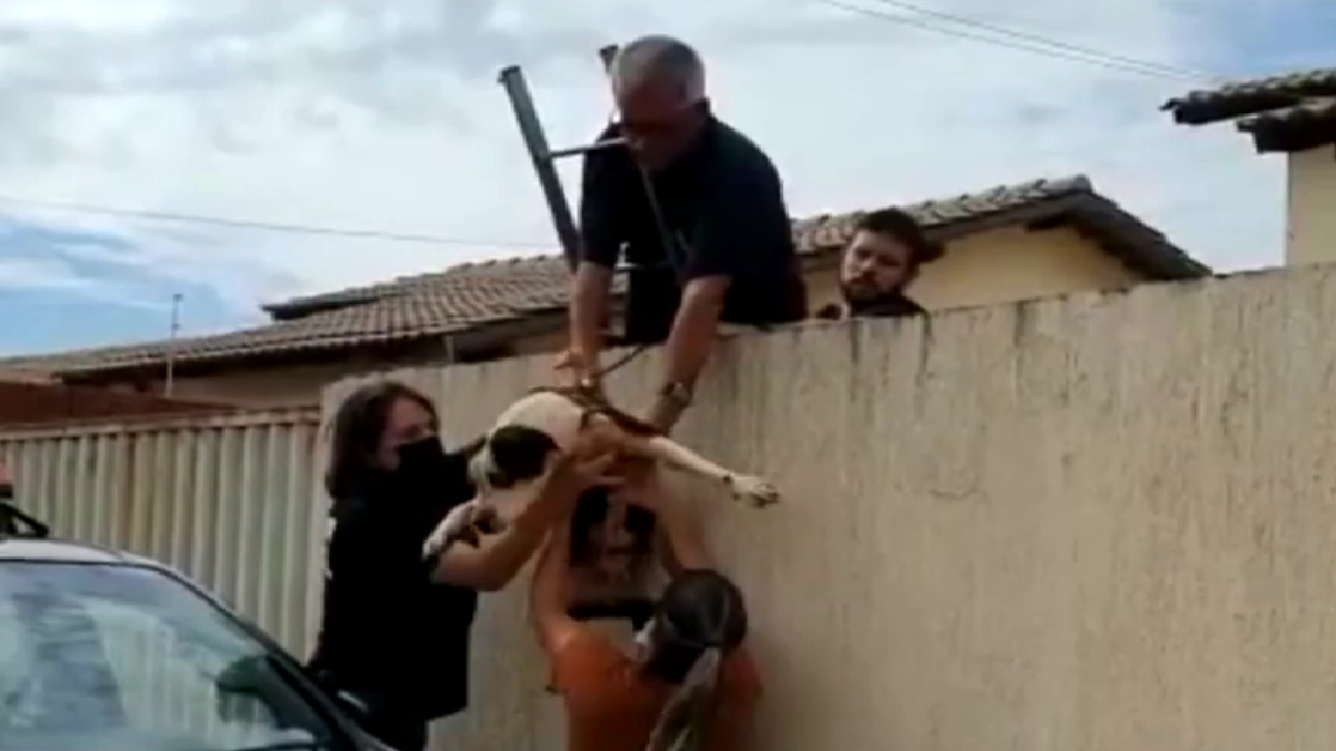 Policiais pulam muro para resgatar pitbull abandonado e com fome há 30 dias, em Formosa (Foto: Reprodução - PC)