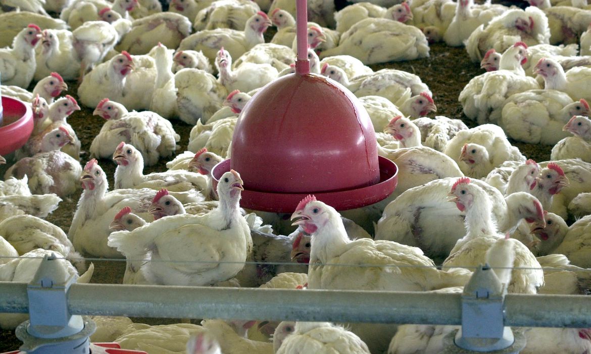 agênciaEstiagem no sul pode causar aumento no preço do frango e do porco nos próximos meses, e pressionar a inflação (Foto: Arquivo Agência Brasil) B