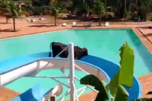 Animal, que tem dois anos e cerca de 220 quilos, ganhou até um nome. Boi flagrado em tobogã vira xodó da família e não vai para o abate