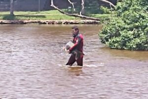 Bombeiros salvam peixe encalhado perto do nível d'água no Vaca Brava, em Goiânia (Imagens: Bombeiros)
