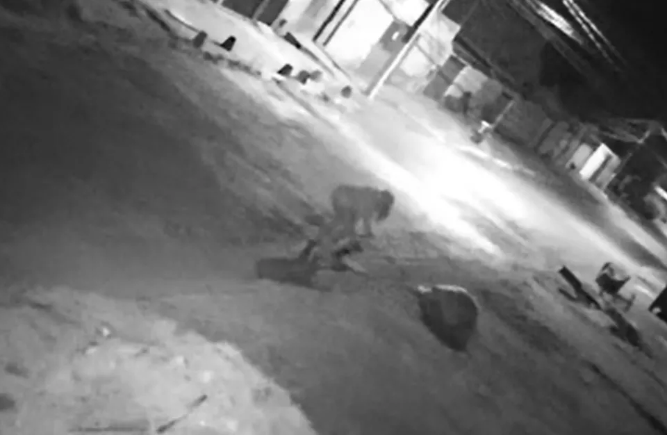 Mulher é investigada por matar cachorro à facadas em Valparaíso