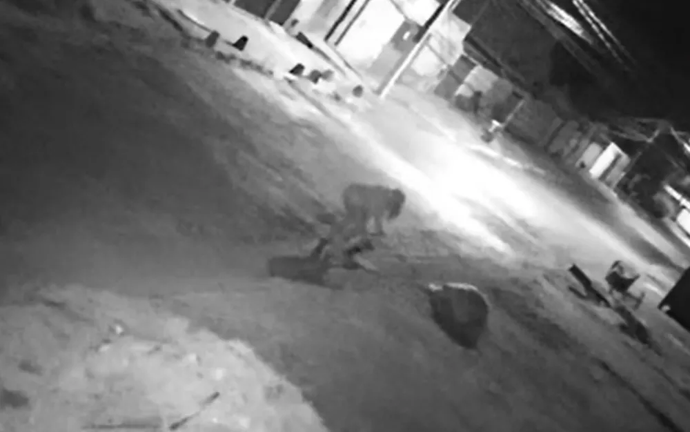 Mulher é investigada por matar cachorro à facadas em Valparaíso