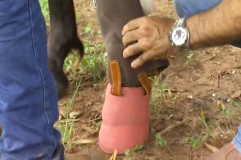 Cavalo que teve pata amputada após acidente ganha prótese em Jataí